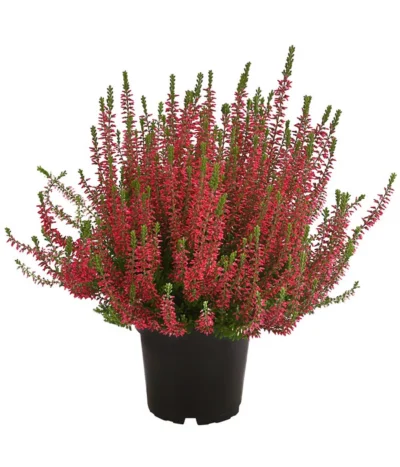 Knospenheide, Verschiedene Sorten -Haus Pflanzen Welt 7084932 WE FS 004 CallunaAngiKnospenheide