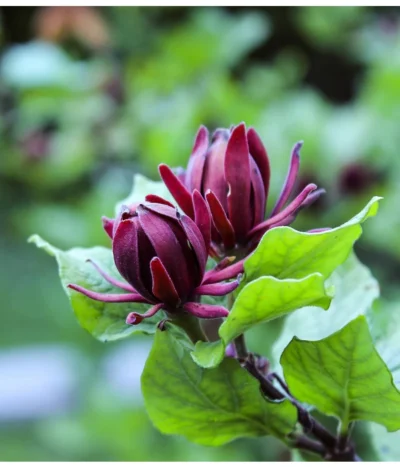 Roter Gewürzstrauch -Haus Pflanzen Welt 7085632 WE DE 001 CalycanthusGewuerzstrauchPixabay