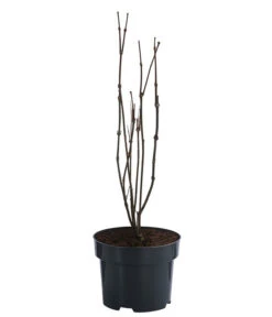 Roter Gewürzstrauch -Haus Pflanzen Welt 7085632 WE FS 001 CalycanthusFloridusGewuerzstrauch3L