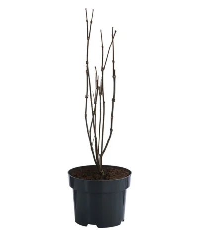 Roter Gewürzstrauch -Haus Pflanzen Welt 7085632 WE FS 001 CalycanthusFloridusGewuerzstrauch3L