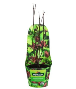 Haus Pflanzen Welt -Haus Pflanzen Welt 7085632 WE FS 002 CalycanthusFloridusGewuerzstrauchPotcover3L