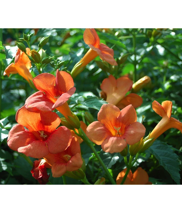 Trompetenblume 'Mme. Galen' 3 Trompetenblume 'Mme. Galen'