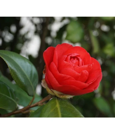 Kamelie, Rot -Haus Pflanzen Welt 7086549 WE DE 002 CamelliaJaponicaKamelieRot Pixabay