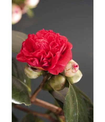 Kamelie, Rot -Haus Pflanzen Welt 7086671 WE DE 001 CamelliaRotDreamstimeAllgreen