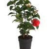 Kamelie, Rot 1 Kamelie, Rot -Haus Pflanzen Welt 7086671 WE FS 001 CamelliaKamelieJaponicaRot11CDehnerExpressHerzig