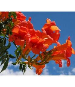 Trompetenblume 'Mme. Galen' 7 Trompetenblume 'Mme. Galen' -Haus Pflanzen Welt 7086820 WE MO 001 TrompetenblumeOrange