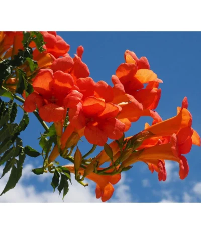 Trompetenblume 'Mme. Galen' -Haus Pflanzen Welt 7086820 WE MO 001 TrompetenblumeOrange