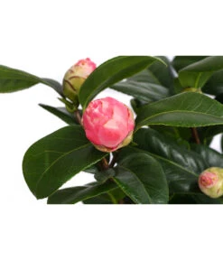 Japanische Kamelie, Verschiedene Sorten -Haus Pflanzen Welt 7088115 WE DE 001 CamelliaJaponicaNucciosCameoKamelie