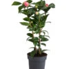 Japanische Kamelie, Verschiedene Sorten 1 Japanische Kamelie, Verschiedene Sorten -Haus Pflanzen Welt 7088115 WE FS 001 CamelliaJaponicaNucciosCameoKamelieT15