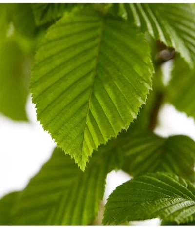 5 Meter Hainbuche, 15 X Ca. 175-200 Cm 11 5 Meter Hainbuche, 15 X Ca. 175-200 Cm -Haus Pflanzen Welt 7088883 WE DE 001 CarpinusBetulusHainbuche4LDehnerExpressZS 1