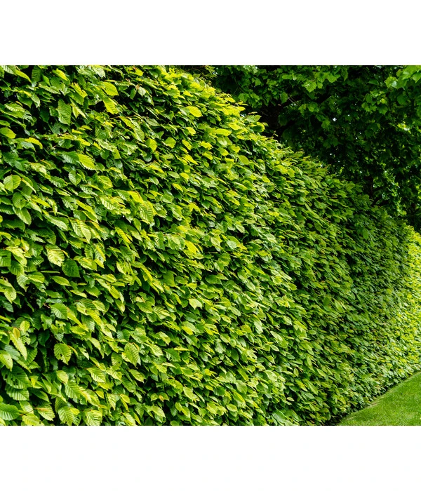 10 Meter Hainbuche, 50 X Ca. 125-150 Cm 4 10 Meter Hainbuche, 50 X Ca. 125-150 Cm – Bild 2
