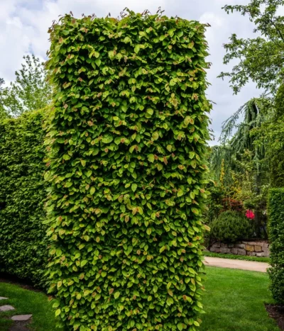 7,5 Meter Hainbuche, 30 X Ca. 150-175 Cm -Haus Pflanzen Welt 7089188 WE MO Luckner Hecke CarpinusBetulusHainbuche 3