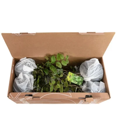 1-1,5 Meter Hainbuche, 5 X Ca. 50-60 Cm 9 1-1,5 Meter Hainbuche, 5 X Ca. 50-60 Cm -Haus Pflanzen Welt 7090632 PR FS 002 CarpinusBetulus1MeterDehnerExpressHerzig