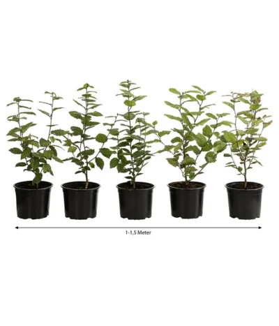 1-1,5 Meter Hainbuche, 5 X Ca. 50-60 Cm