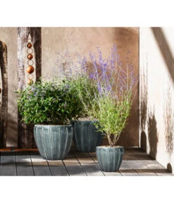 Bartblume 'Blue Knight' -Haus Pflanzen Welt 7090863 7302631 WE MO 001 Blauraute Bartblume