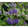 Bartblume 'Blue Knight' -Haus Pflanzen Welt 7090863 WE DE 001 CaryopterisClandonensisBartblume2847 CaryopterisGrandBleu D2
