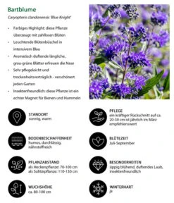 Bartblume 'Blue Knight' -Haus Pflanzen Welt 7090863 WE IG 002 Bartblume