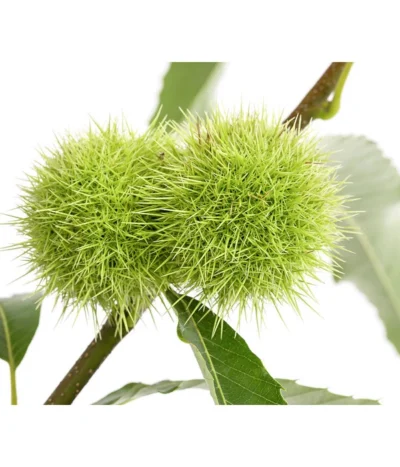 Esskastanie -Haus Pflanzen Welt 7091580 PR DE 001 CastaneaSativaEsskastanieDehnerExpressHerzig