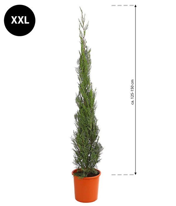 XXL Leyland-Zypresse 'Pyramidalis', Ca. 125-150 Cm 4 XXL Leyland-Zypresse 'Pyramidalis', Ca. 125-150 Cm – Bild 2