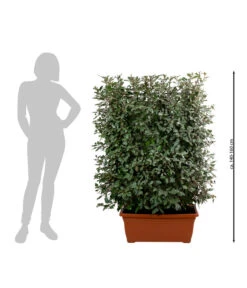 Wintergrüne Ölweide 'Compacta', Ca. 140-160 Cm 5 Wintergrüne Ölweide 'Compacta', Ca. 140-160 Cm -Haus Pflanzen Welt 7094055 WE BG 001 WintergrueneOelweideCompactaSpalier