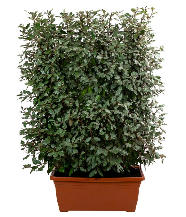 Wintergrüne Ölweide 'Compacta', Ca. 140-160 Cm 3 Wintergrüne Ölweide 'Compacta', Ca. 140-160 Cm