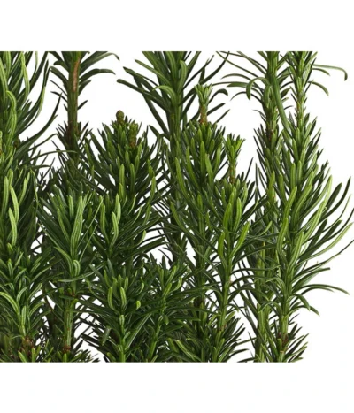 Säulen-Kopfeibe 'Fastigiata'