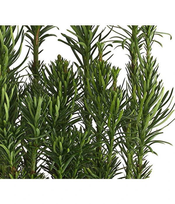 Säulen-Kopfeibe 'Fastigiata' 3 Säulen-Kopfeibe 'Fastigiata'