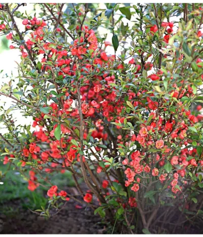 Zierquitte -Haus Pflanzen Welt 7101900 PR MO 002 ChaeonomelesFriesdorferDehnerExpressHerzig