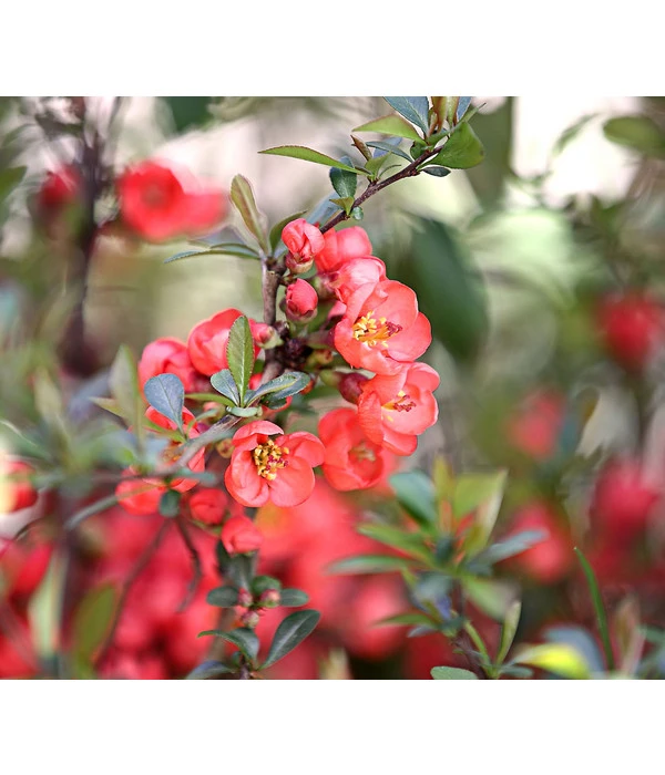 Zierquitte 3 Zierquitte