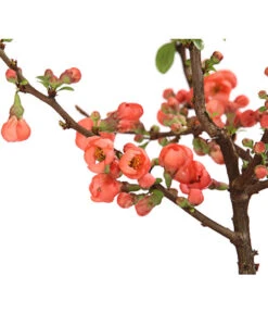 Zierquitte 9 Zierquitte -Haus Pflanzen Welt 7101900 WE DE 001 ZierquitteChaenomelesFriesdorferTyp3LDehnerExpressHerzig