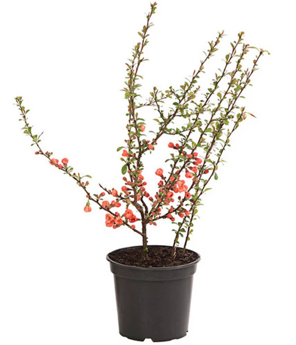 Zierquitte 4 Zierquitte – Bild 2