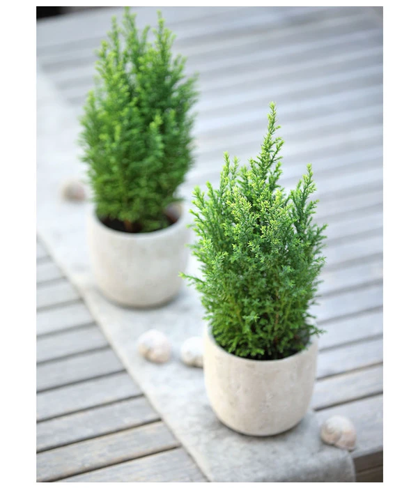 Scheinzypresse 'Snow White' 4 Scheinzypresse 'Snow White' – Bild 2