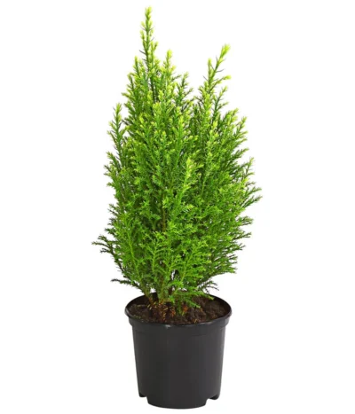 Scheinzypresse 'Snow White'