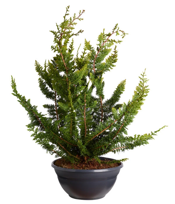 Scheinzypresse 'Teddy Bear', Schale 3 Scheinzypresse 'Teddy Bear', Schale