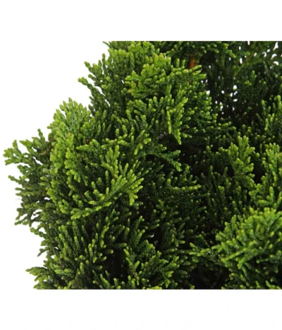 Zwerg-Muschelzypresse 'Nana Gracilis' -Haus Pflanzen Welt 7113715 PR DE 001 ChamaecyparisScheinzypresseObtusaNanaGracilis13CDehnerExpressHerzig