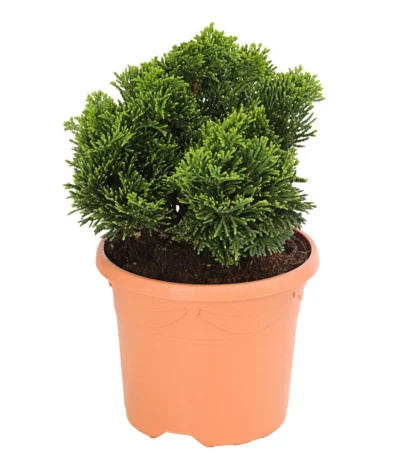 Zwerg-Muschelzypresse 'Nana Gracilis'