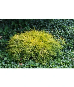 Scheinzypresse 'Filifera Sungold' 8 Scheinzypresse 'Filifera Sungold' -Haus Pflanzen Welt 7115884 PR MO 001 ChamaecyparisPisiferaFliliferaSungold