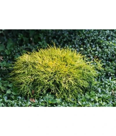 Scheinzypresse 'Filifera Sungold' -Haus Pflanzen Welt 7115884 PR MO 001 ChamaecyparisPisiferaFliliferaSungold