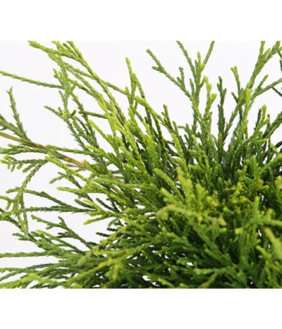 Scheinzypresse 'Filifera Sungold' -Haus Pflanzen Welt 7115892 PR DE 001 ChamaecyparisScheinzypressePisiferaFiliferaSungold13CDehnerExpressHerzig