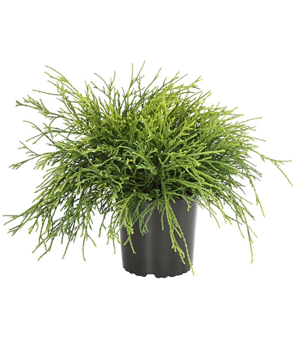 Scheinzypresse 'Filifera Sungold' 3 Scheinzypresse 'Filifera Sungold'