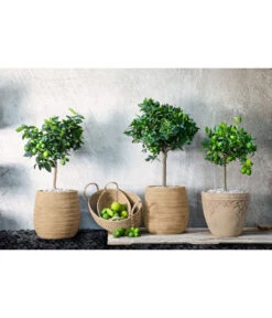 Limette 'Lima Verde' -Haus Pflanzen Welt 7118201 PR MO 001 Limette Herzig