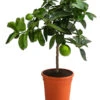 Limette 'Lima Verde' -Haus Pflanzen Welt 7118391 WE FS 001 CitrusLimetteLimaVerdeDehnerExpressHerzig