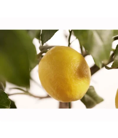 Meyer-Zitrone -Haus Pflanzen Welt 7118417 PR DE 001 CitrusLemonMeyerStammT20DehnerExpressZS