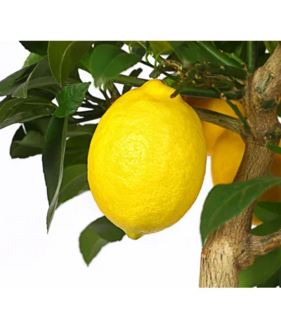 Meyer-Zitrone -Haus Pflanzen Welt 7118417 WE DE 001 CitrusMeyeriT20DehnerExpressHerzig