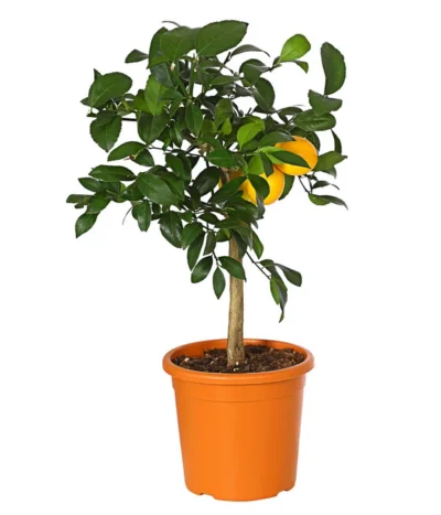 Meyer-Zitrone -Haus Pflanzen Welt 7118417 WE FS 001 CitrusMeyeriT20DehnerExpressHerzig