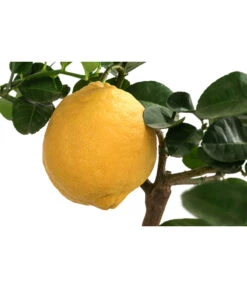 Kaiserzitrone 'Lipo' -Haus Pflanzen Welt 7118508 WE DE 001 CitrusLipoT20Kaiserzitrone