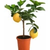 Kaiserzitrone 'Lipo' 1 Kaiserzitrone 'Lipo' -Haus Pflanzen Welt 7118508 WE FS 001 CitrusLipoT20Kaiserzitrone