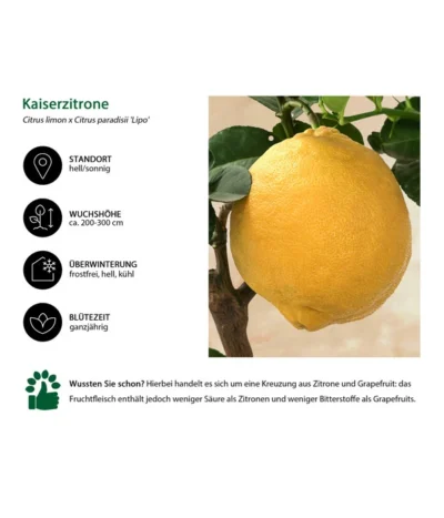Kaiserzitrone 'Lipo' -Haus Pflanzen Welt 7118508 WE IG 002 Kaiserzitrone