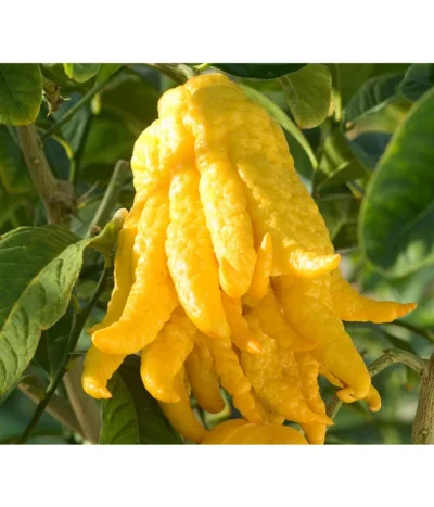 Zitronat-Zitrone 'Buddhas Hand' 9 Zitronat-Zitrone 'Buddhas Hand' -Haus Pflanzen Welt 7118763 BildD 001 CitrusBuddhasHandCitrMedicaBuddhasHan