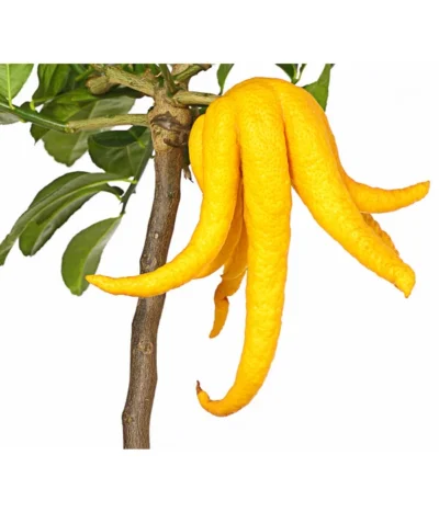 Zitronat-Zitrone 'Buddhas Hand' 11 Zitronat-Zitrone 'Buddhas Hand' -Haus Pflanzen Welt 7118763 WE DE 001 CitrusBuddhasHandT20DehnerExpressHerzig